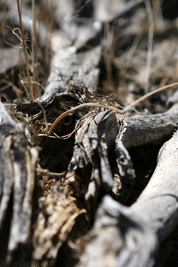 Dried Wood Foto von Gran Canaria ausgetrocknetes Holz
